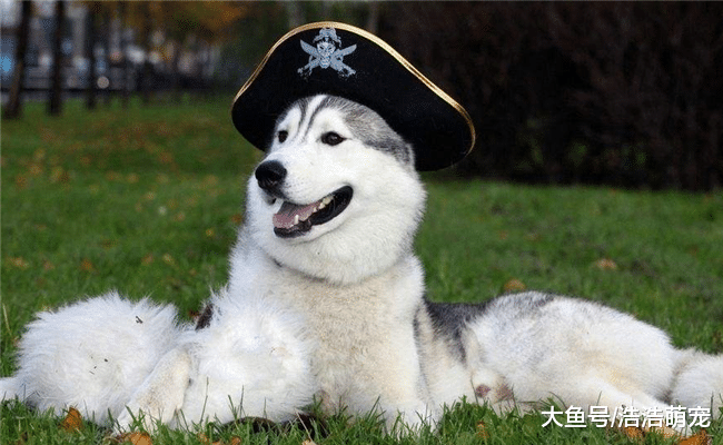 忠诚度最低的5种狗, 尤其是最后两只, 连主人都咬