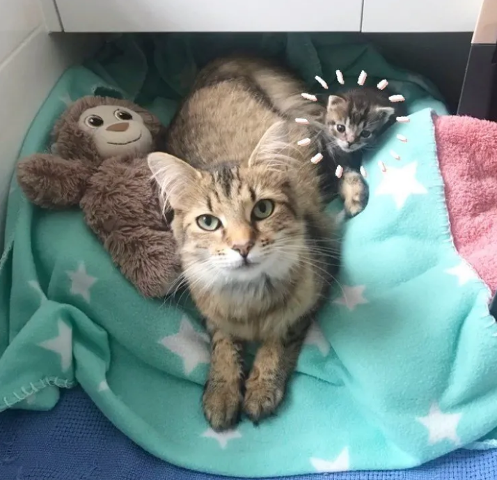 野猫的3个孩子都去世了，为保住最后1个孩子，愿意冒着危险去求助