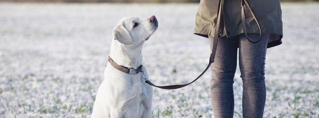 辟谣：狗狗听指令代表乖？NO！它只是服从指令并不是服从纪律