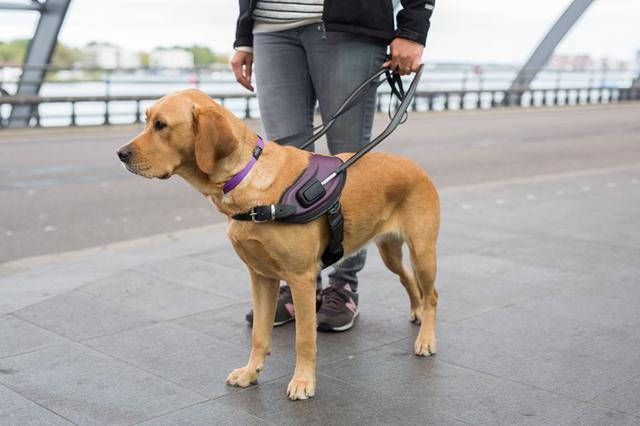 導盲犬是怎么煉成的？它們的乖巧和聰明，都是汗水凝成的成果