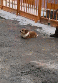 你以为小短腿的生活很幸福，整天卖萌，但其实它们的狗生很艰难！