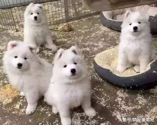 男子为训练狗狗不要拆家，以身告诉狗狗拆家后果，点赞竟超过百万