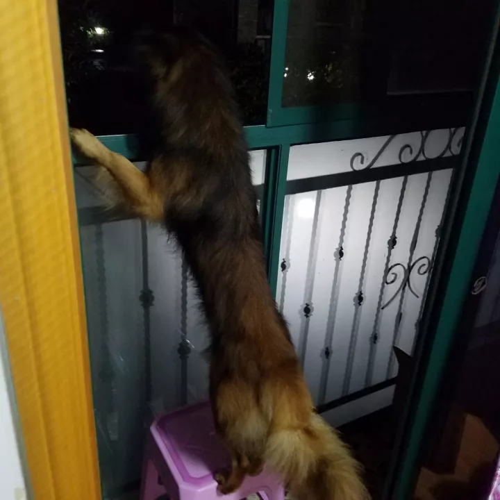 不怕养狗太操心，就怕狗子瞎操心！