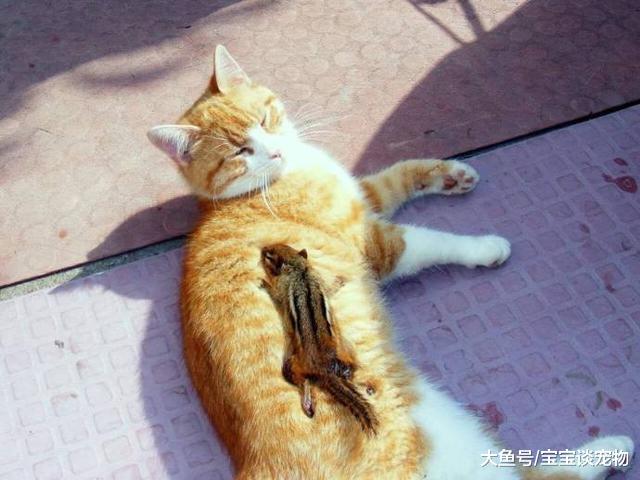 主人在睡觉，突然被急促的猫叫声吵醒，开门一看还有礼物呀！