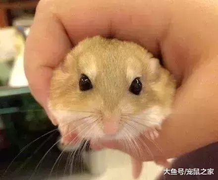 一文带你走进仓鼠世界: 三种跳出三界外的仓鼠