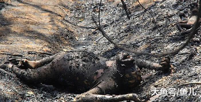 森林一场大火过后，工作人员发现三具烧焦尸体，背后原因让人愤怒