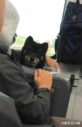 在车上吃肉包，隔壁柴犬疯狂卖笑勾引，吃完后狗狗笑容一秒不见