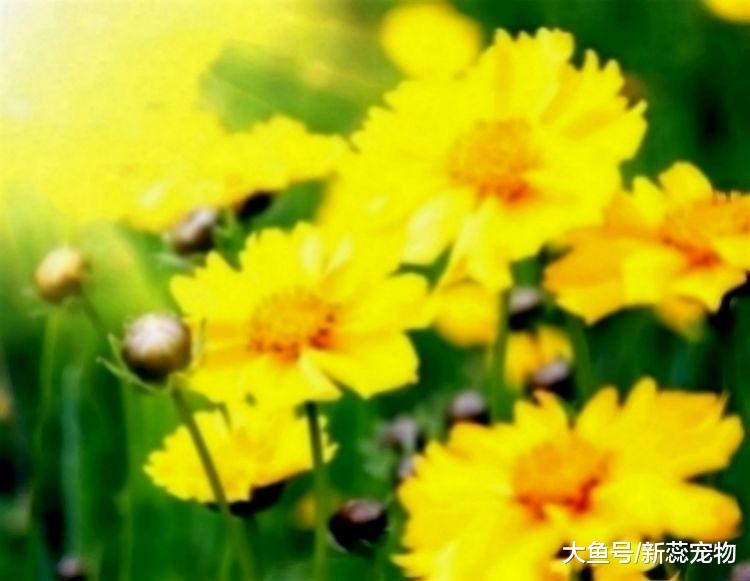 最会宠老婆的三生肖男，成熟稳重才华横溢，对老婆十分慷慨