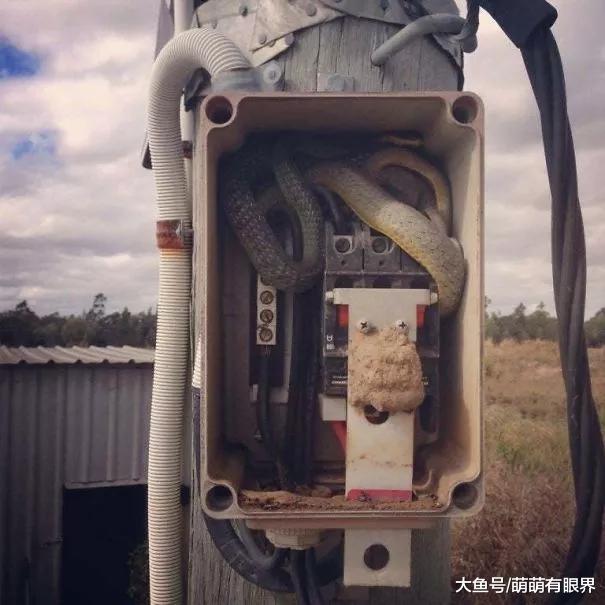 澳洲人的生活跟蛇一刻也离不开……