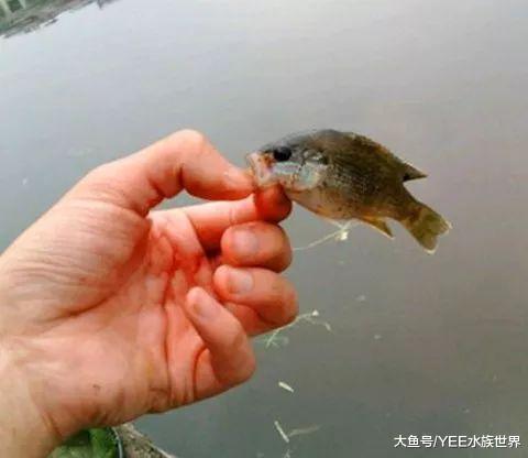 美洲太陽魚入侵：日本泛濫成災難解決，我國做成菜好吃到停不下來