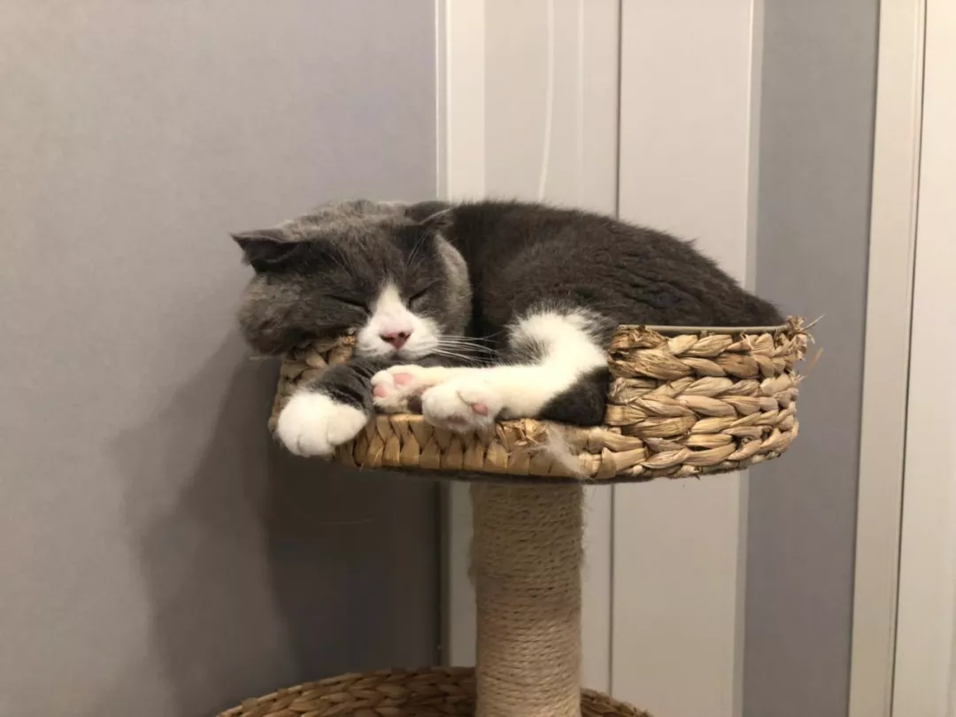 胖的没有脖子的猫咪你见过吗