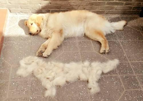 为什么洗一只狗狗要那么贵，宠物店员工：你亲自洗一只阿拉就知道