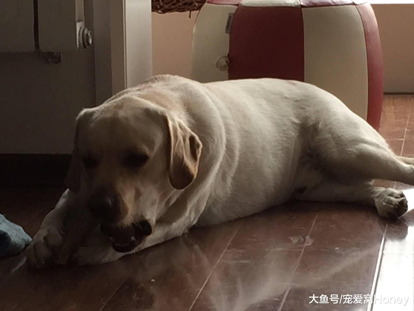 怎樣看狗狗肥胖呢，很多主人現在還不知道其中原因！