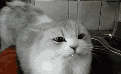 猫咪饮水并非越干净就越好，三种水源将令爱猫患病！