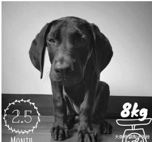 黑汪妹2个月暴长13kg，嘴边肉消风秒变黑金不良少女