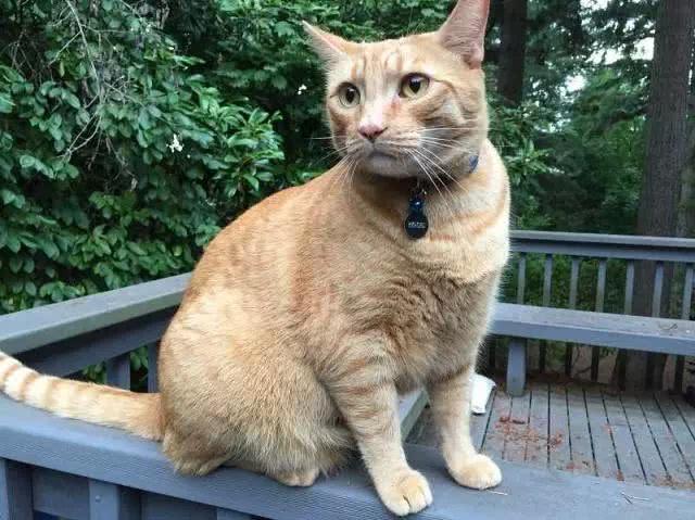 爱猫因病不治，用火箭把它送回了喵星，想它时看看星空