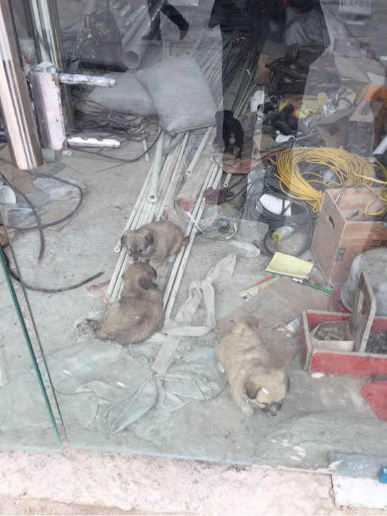 狗妈妈被保安驱赶，狗宝宝追随出去，下一幕让人感动！