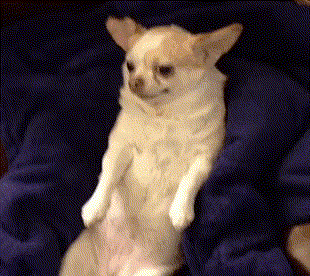 吉娃娃一言不合就开撕，不管多大的狗，吉娃娃从来都没怂过