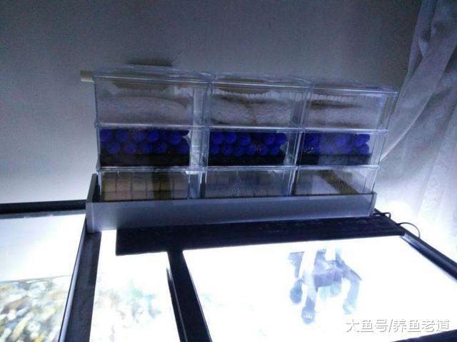 为什么我们鱼缸的上滤系统，总是发挥不了最佳的作用？