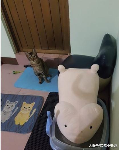 猫动不动带“朋友”上厕所，妈回家看砂盆疯掉：它不用尿尿