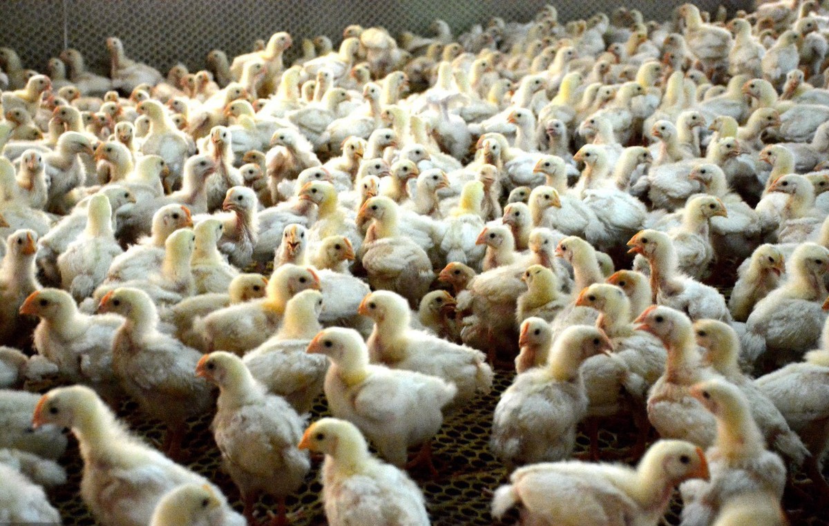 817肉杂鸡养殖会占一半的鸡肉供应，你相信吗？