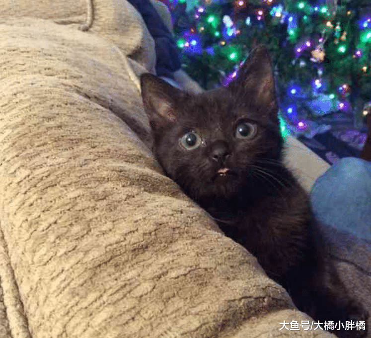 早产小猫比大拇指还小，女子动了恻隐之心，捡回家后请妈妈来照顾