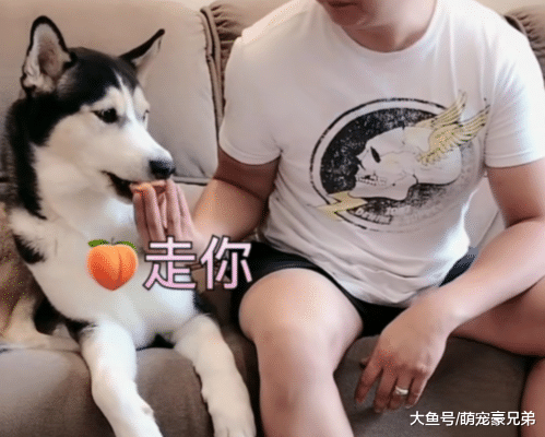 水果太酸想看下哈士奇反应，结果让人爆笑，狗：这是坑狗呀！