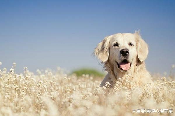 狗狗寿命有限, 纠正7大慢性杀狗行为, 让狗狗陪伴我们更久一些