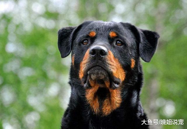 世界上有名气的狗狗，藏獒排第五，每个价格都很昂贵