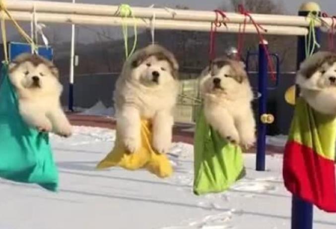 铲屎官下班回家没看到狗子, 走到院子里看到这一幕, 笑哭主人