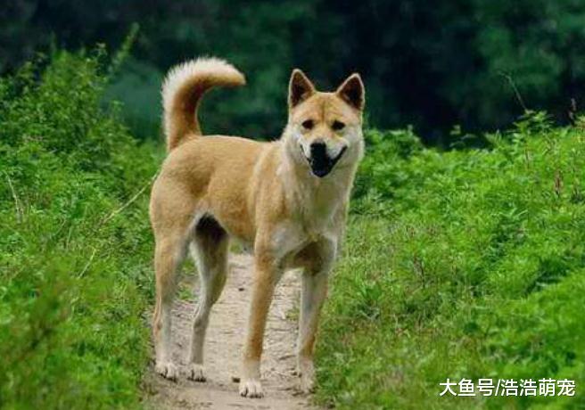 养狗就要养到最后，不要把它送人，不然会产生不好的后果