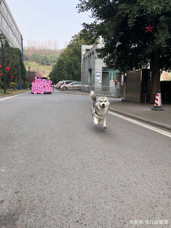 二哈跟主人出來玩兒的時候看到一輛好車，非得上去坐會兒