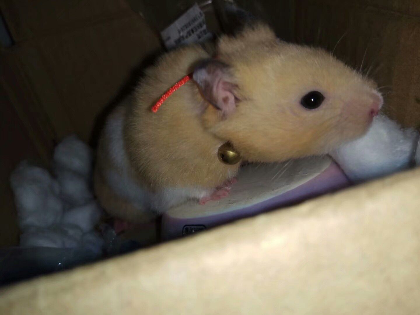 金丝熊躲在箱子里吃花生，被抓到以后，一脸懵就要跑掉