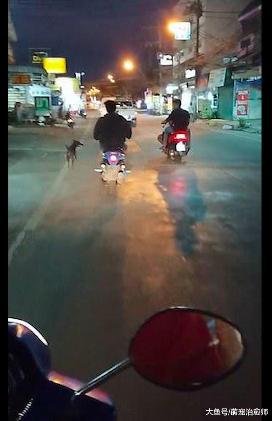 夫妻开汽车搬家遗弃了狗狗，它在大马路上疯狂追赶，好让人心疼！