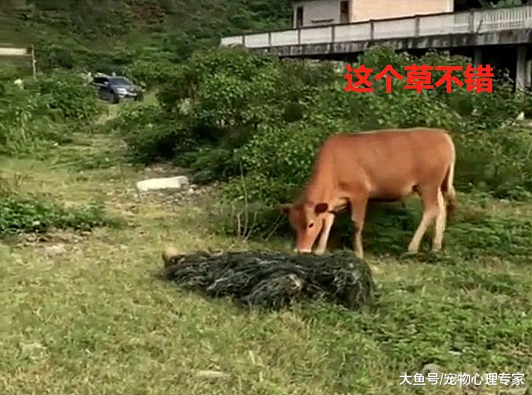 牛在田地里吃草，没想到草竟成精了，牛：我怀疑你脑子有点问题