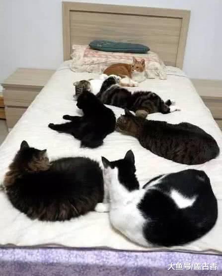 女子饲养了七只猫咪，出门着急忘关电热毯，回家一看差点笑喷了！