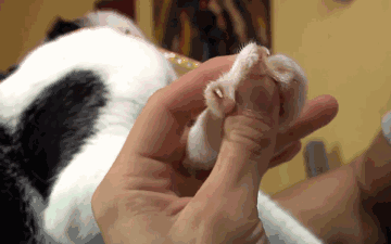 残忍至极的猫咪去爪手术的真相！请问：不懂猫你养什么猫？！