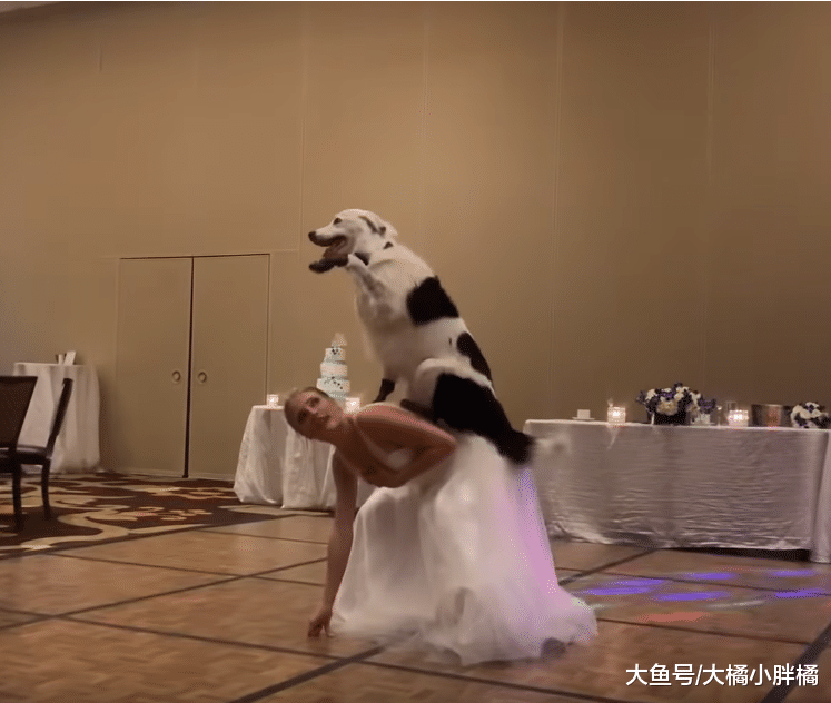 新娘在婚礼上和爱犬跳舞，华丽身姿令人陶醉，新郎的反应太逗了
