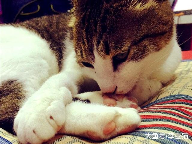猫咪爪垫上贴胶带行为会带来三大危害，请铲屎官不要盲目跟风模仿