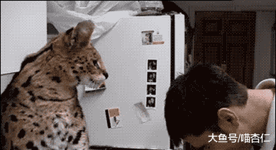 网友刚回到老家，就看到三只猫咪为他转身，喵：又回来抢粮了……