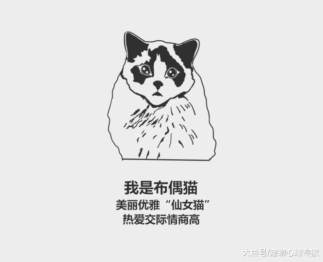 59秒冷盘点：猫咪智商高8大排名都有谁？看看你家上榜没？