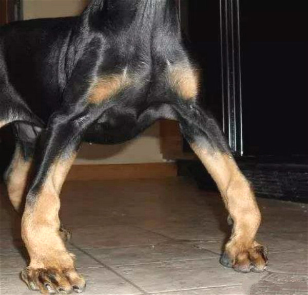 狗狗得了佝偻病吃什么好？狗狗得了佝偻病如何治疗