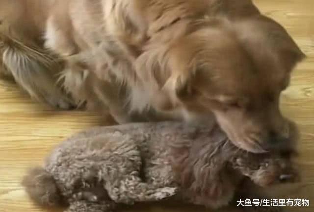 泰迪一到晚上就亂叫，金毛實在忍無可忍，一巴掌就呼上去了！