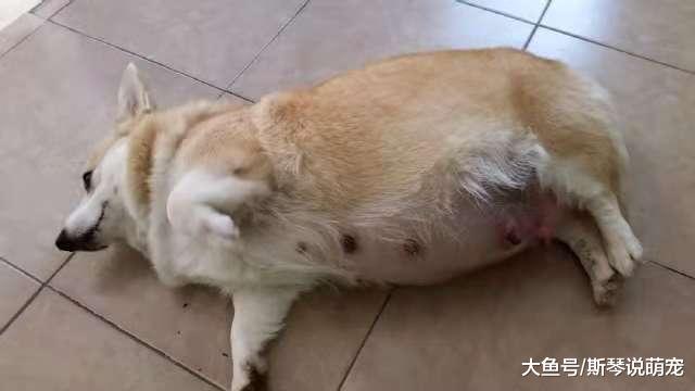 狗一窝生下奶狗过多，小狗众多养不了