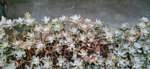 让你的阳台、院子种满这10种花吧！