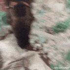 惡作劇的汪星人，看了以后你還想養狗嗎？