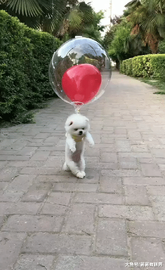 小博美太淘气，铲屎官要给它“升天”惩罚，但是看到最后，猫腻太大了