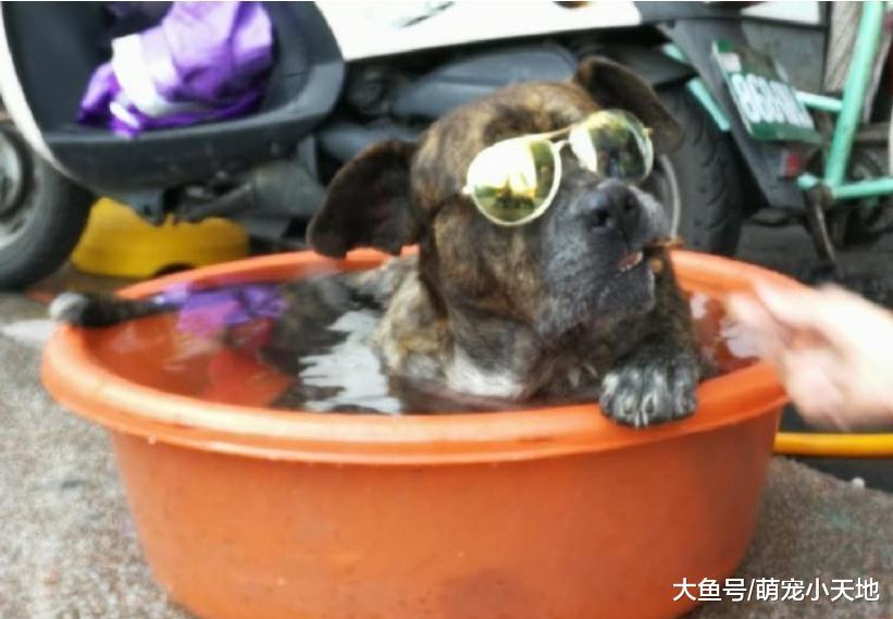大尾汪頭戴墨鏡爽泡露天浴，傲視群雄模樣惹人笑：名副其實的大哥