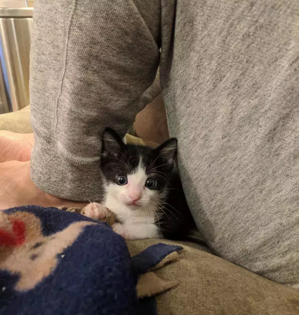 不想被截肢，4周大的小奶猫靠信念让骨折痊愈！