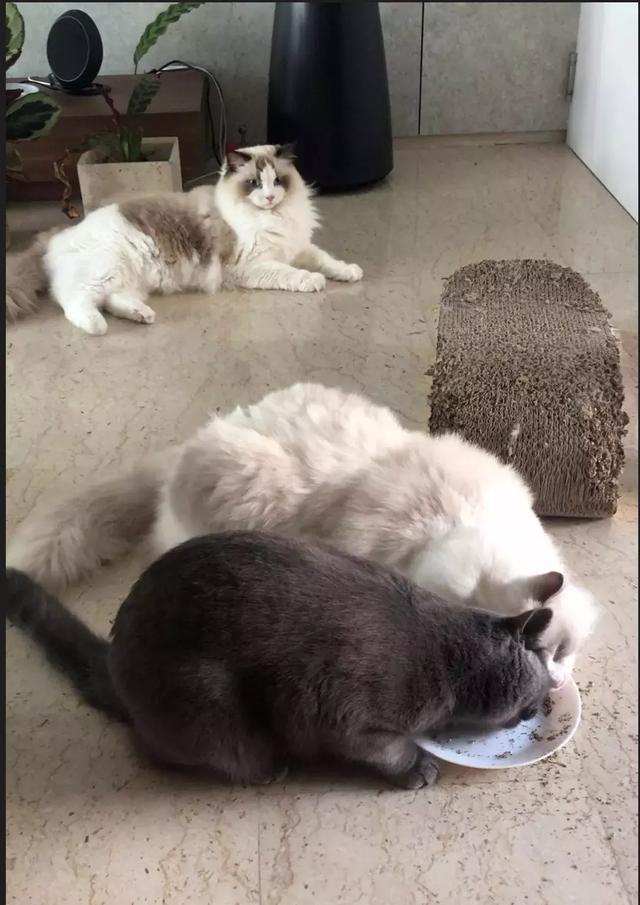 心眼只有吃的小猫咪，差点从小主人嘴里抢下一块肉了